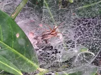 Gewone doolhofspin [Agelena labyrinthica]